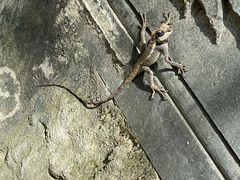 -西双版纳原始森林公园