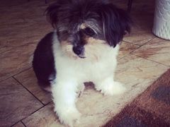 iphone_upload_pic-山色柴火烤披萨·原切牛扒