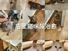 -楼上猫咖(罗湖店)