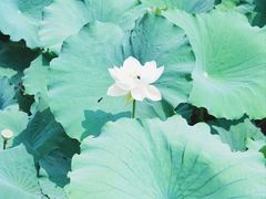 -莲池书院博物馆