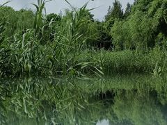 -泰煌鸡·上海白斩鸡·鸡汤面(万航店)