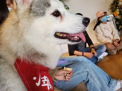 -Husky Go! 哈士奇体验馆·宠物咖啡厅狗咖