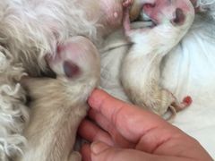 -美联众合宠物医院·爱萌分院·内外科·猫科中心