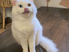 -楼上猫咖(罗湖店)
