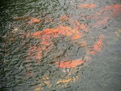 -西湖外事游船(花港观鱼码头)