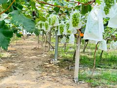 -马陆小张葡萄园农家乐