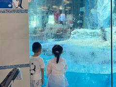 -帝企鹅自助餐厅•儿童岛•真企鹅(长隆企鹅酒店)