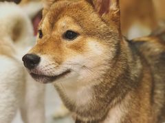 -柴务处·柴犬主题狗咖