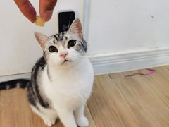 -李小姐の猫咖啡馆(五角场店)