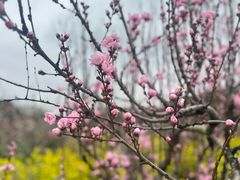 -南汇桃花村