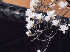 -龙华素斋(龙华路店)