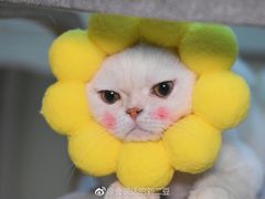 -一大糕点(纬六路店)