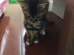 -爱侣宠医·鹦鹉专科·小型哺乳类·异宠专科(灵石路店)