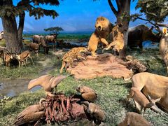 -国家自然博物馆