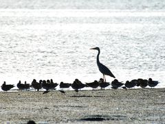 -深圳湾公园(南山区)