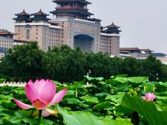 -莲花池公园