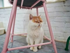 -喵屿·大理花园猫咖