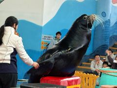 -海合安武汉极地海洋公园
