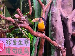 -正佳雨林生态植物园