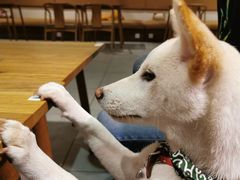 -柴务处·柴犬主题狗咖