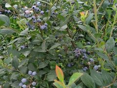 -金谷域澳洲庄园