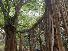 -中国科学院西双版纳热带植物园