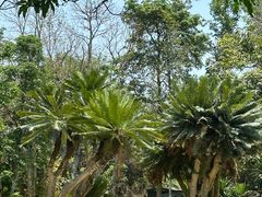 -中国科学院西双版纳热带植物园