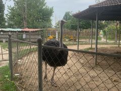 -意大利农场度假村