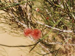 -亿利库布其七星湖沙漠生态旅游区