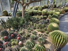 -深圳仙湖植物园