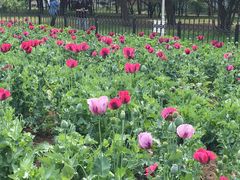 -国家植物园南园