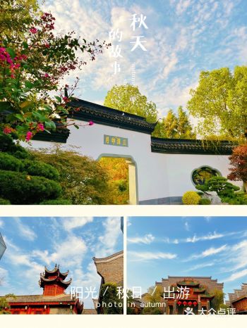 满园桂花飘香.秋季必打卡