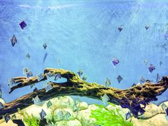 -石家庄极地海洋世界
