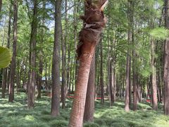 -上海共青森林公园