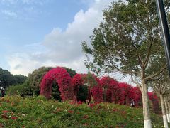 -东莞植物园