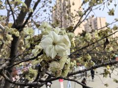 -高东镇樱花园
