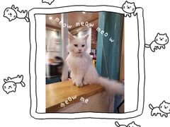 -猫小院猫主题咖啡厅(北锣店)