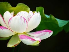 -陈家山荷花公园