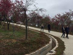 -天适樱花悠乐园