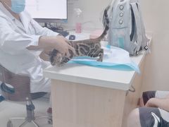 -全心全意连锁动物医院·微创中心·内科急重症·心脏专科(丰管路店)