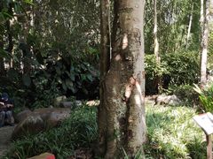 -中国科学院西双版纳热带植物园