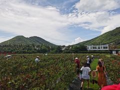 -亚龙湾国际玫瑰谷