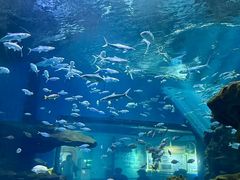 -海合安武汉极地海洋公园