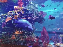 -迪拜帆船酒店海底餐厅