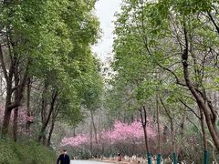 -大蜀山国家森林公园