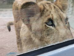 -西霞口神雕山野生动物世界