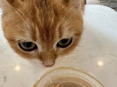 -飞行喵MR PILOT|猫舍·猫咖(静安大融城店)