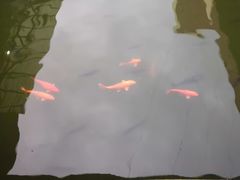 -东江湖游水三文鱼美食城
