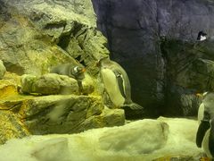 -大阪海游馆