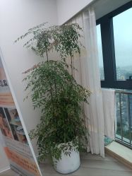 -HEYAN荷妍专业脱毛连锁机构